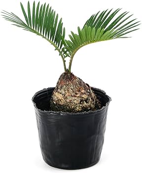 蘇鉄　大小3本 Amazon｜【charm】(観葉植物)サイカス ソテツ(蘇鉄) 3号(1鉢